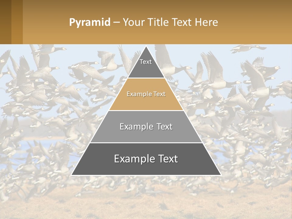 A Flock Of Birds Flying Over A Dry Grass Field PowerPoint Template