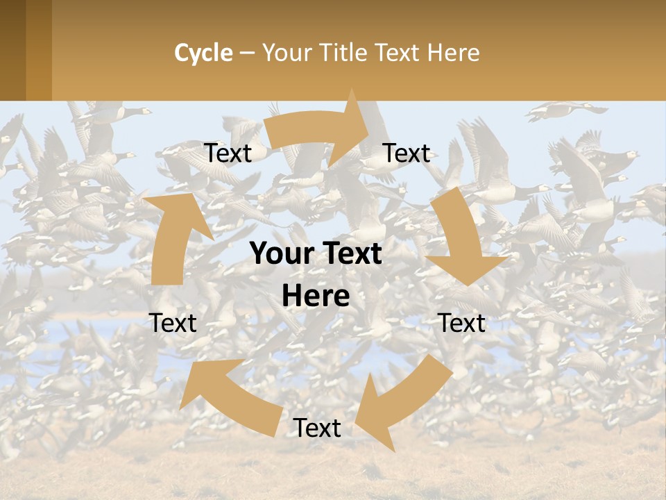 A Flock Of Birds Flying Over A Dry Grass Field PowerPoint Template