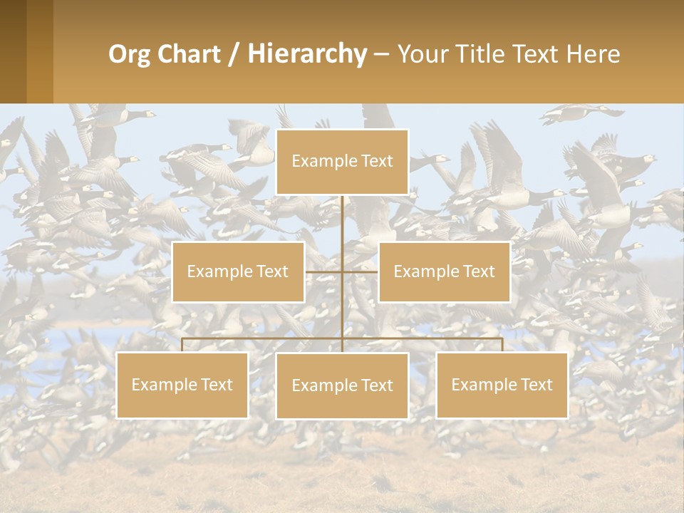 A Flock Of Birds Flying Over A Dry Grass Field PowerPoint Template