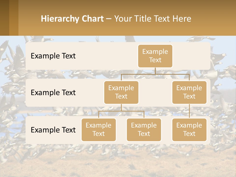 A Flock Of Birds Flying Over A Dry Grass Field PowerPoint Template