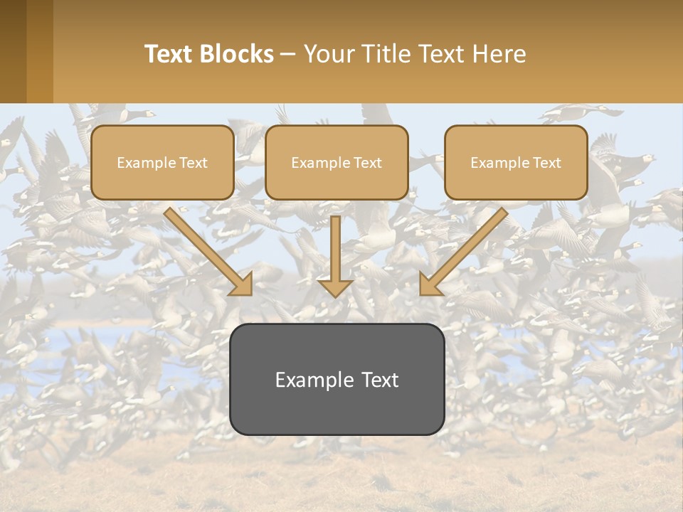 A Flock Of Birds Flying Over A Dry Grass Field PowerPoint Template