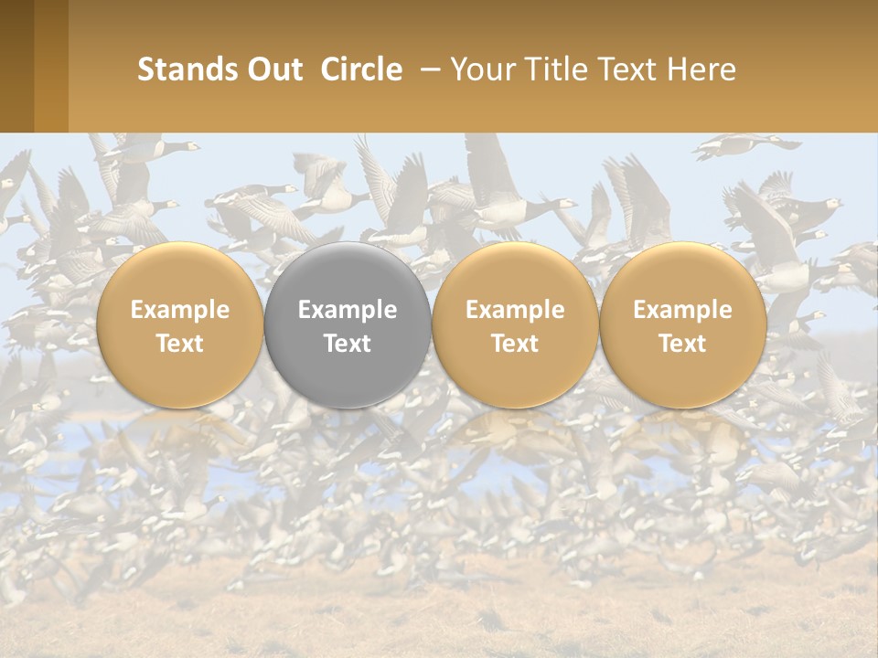 A Flock Of Birds Flying Over A Dry Grass Field PowerPoint Template