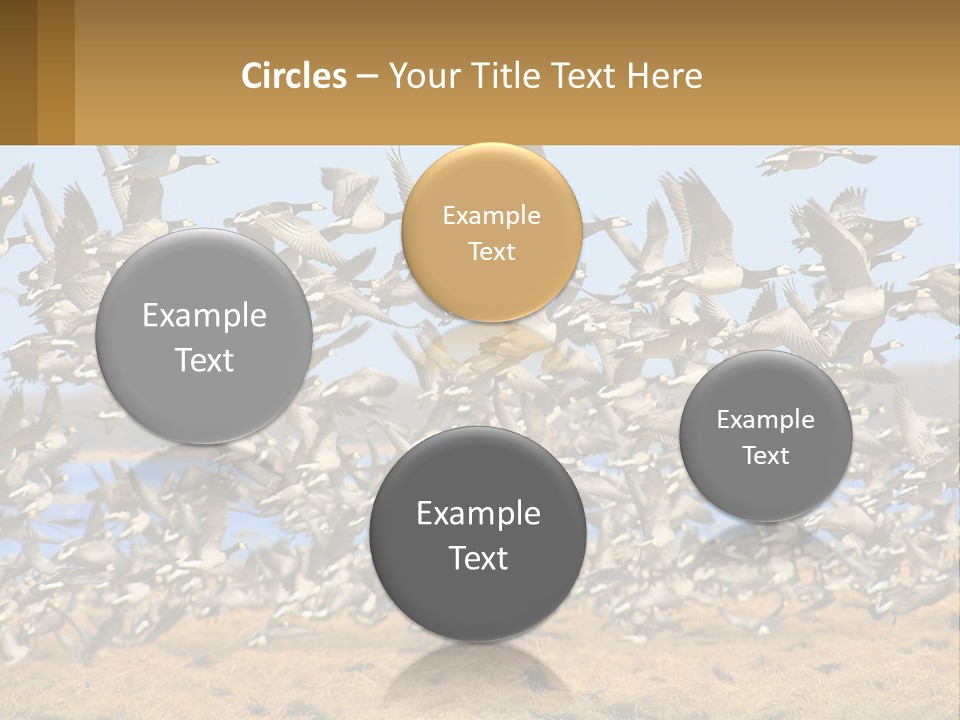 A Flock Of Birds Flying Over A Dry Grass Field PowerPoint Template