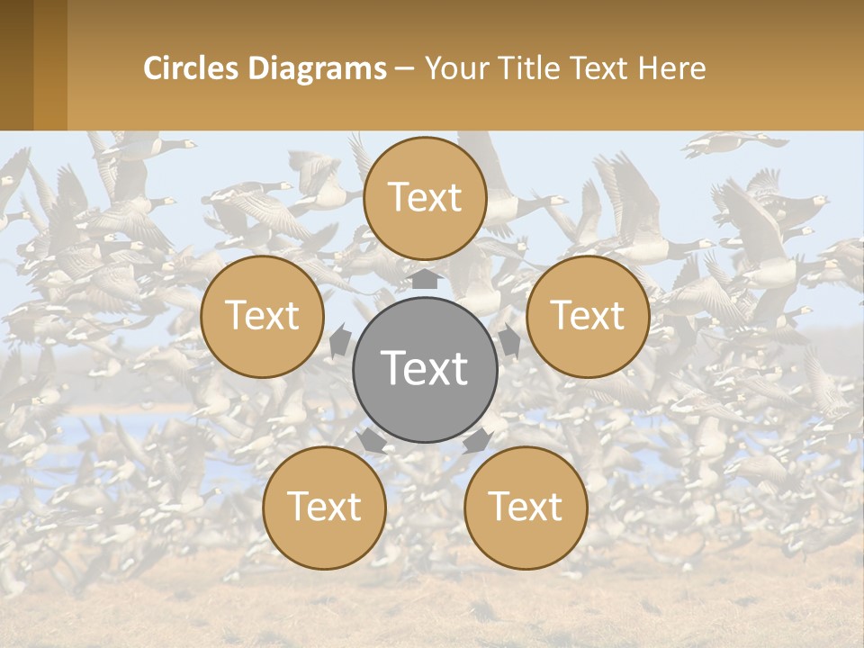 A Flock Of Birds Flying Over A Dry Grass Field PowerPoint Template