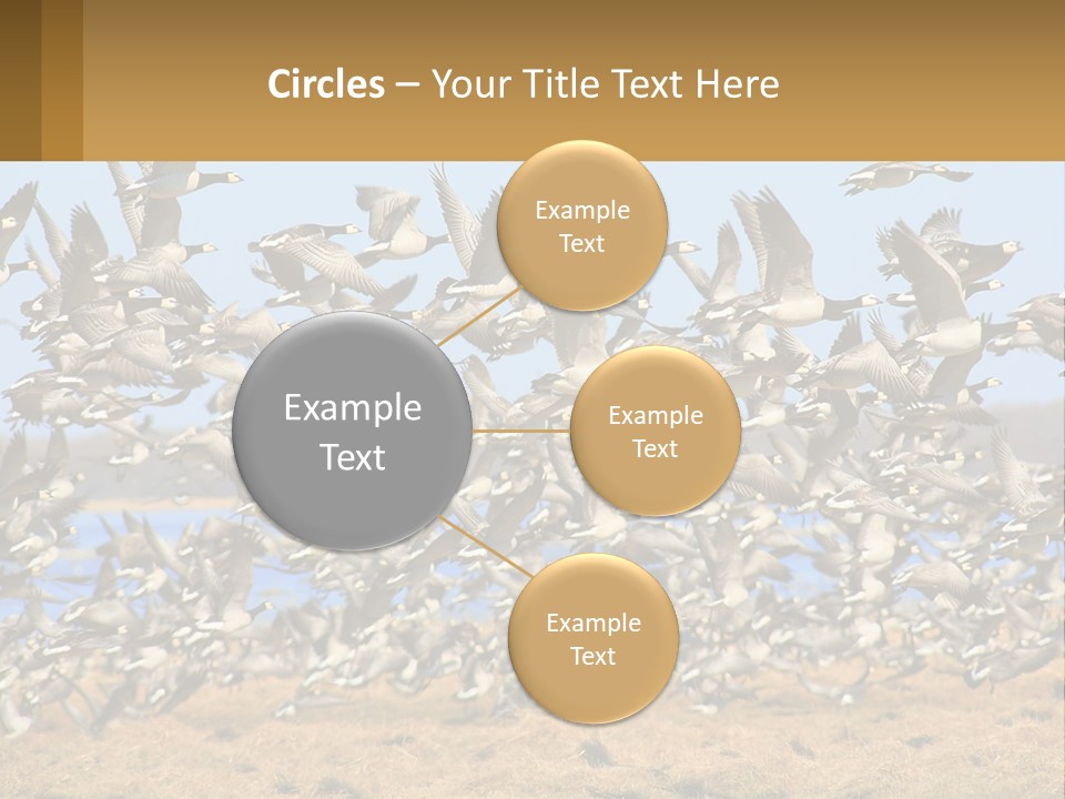 A Flock Of Birds Flying Over A Dry Grass Field PowerPoint Template