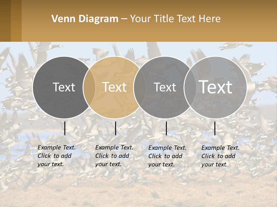 A Flock Of Birds Flying Over A Dry Grass Field PowerPoint Template