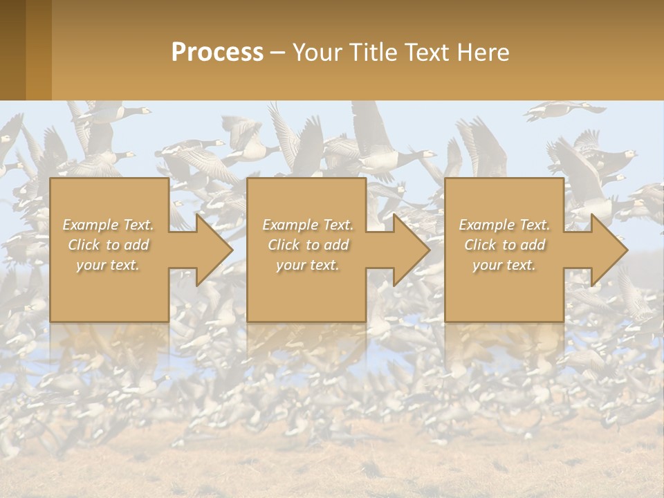 A Flock Of Birds Flying Over A Dry Grass Field PowerPoint Template