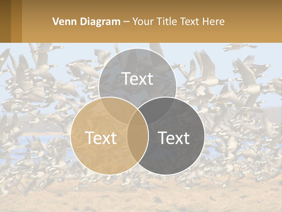 A Flock Of Birds Flying Over A Dry Grass Field PowerPoint Template