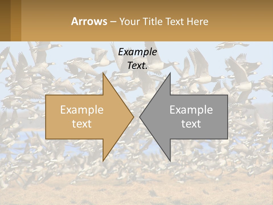 A Flock Of Birds Flying Over A Dry Grass Field PowerPoint Template