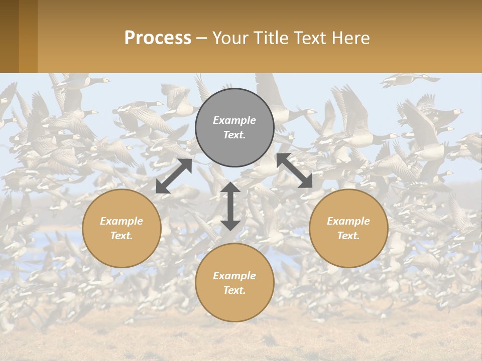 A Flock Of Birds Flying Over A Dry Grass Field PowerPoint Template