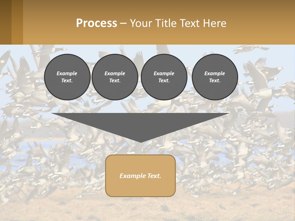 A Flock Of Birds Flying Over A Dry Grass Field PowerPoint Template