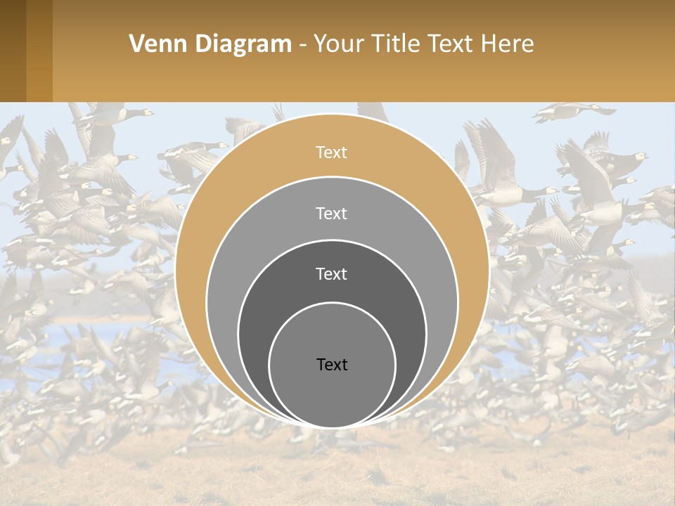 A Flock Of Birds Flying Over A Dry Grass Field PowerPoint Template