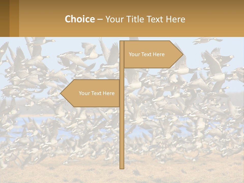 A Flock Of Birds Flying Over A Dry Grass Field PowerPoint Template