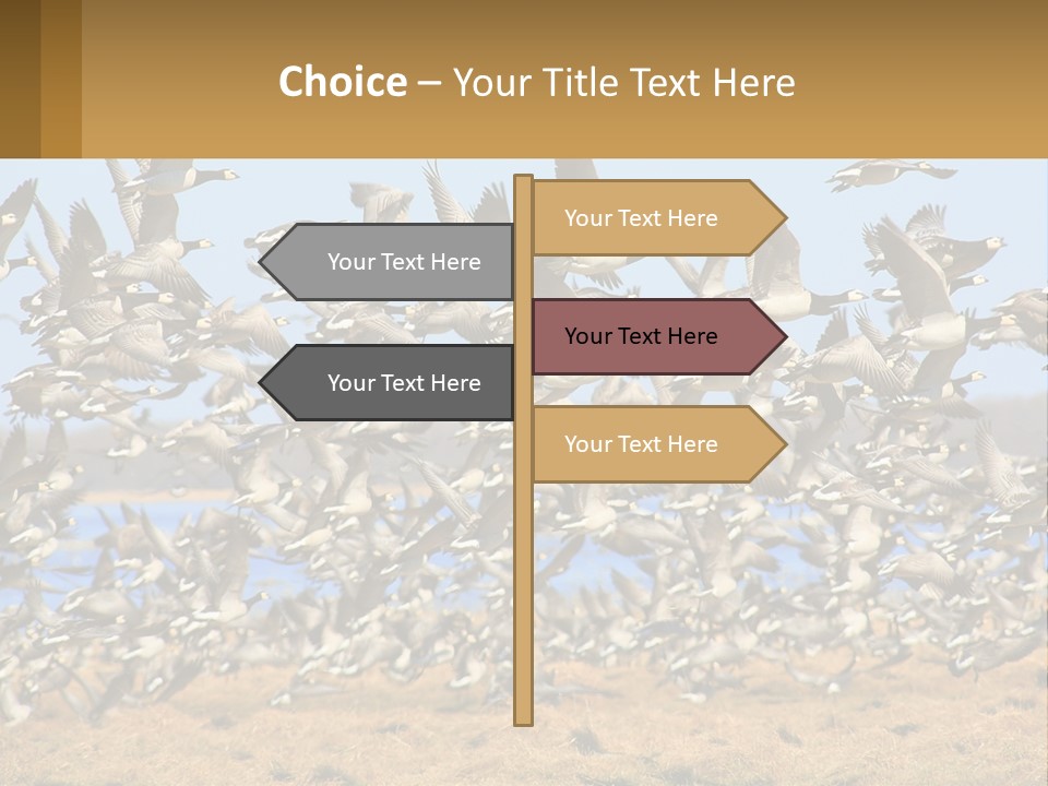 A Flock Of Birds Flying Over A Dry Grass Field PowerPoint Template