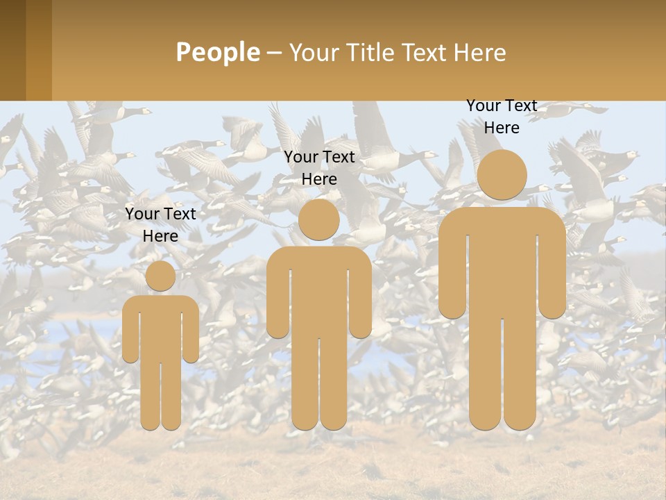 A Flock Of Birds Flying Over A Dry Grass Field PowerPoint Template