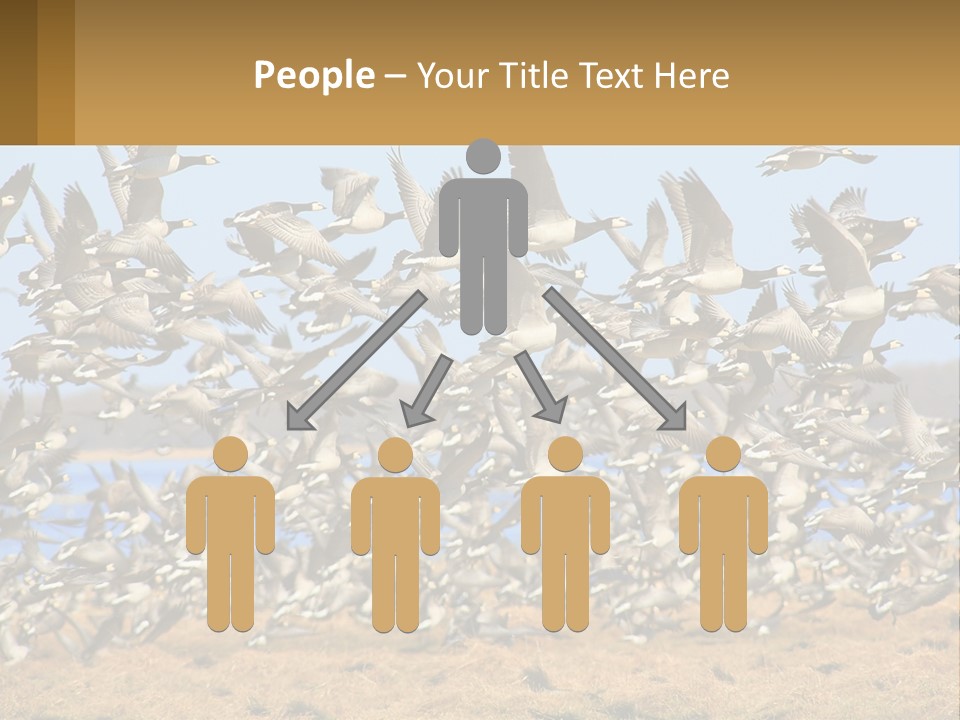 A Flock Of Birds Flying Over A Dry Grass Field PowerPoint Template