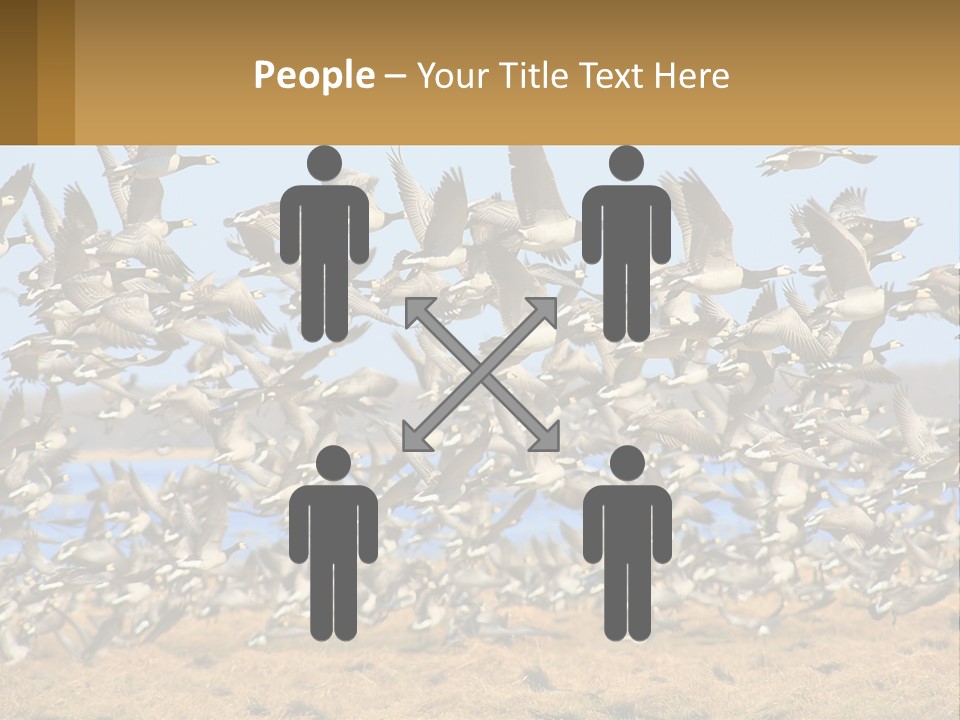 A Flock Of Birds Flying Over A Dry Grass Field PowerPoint Template