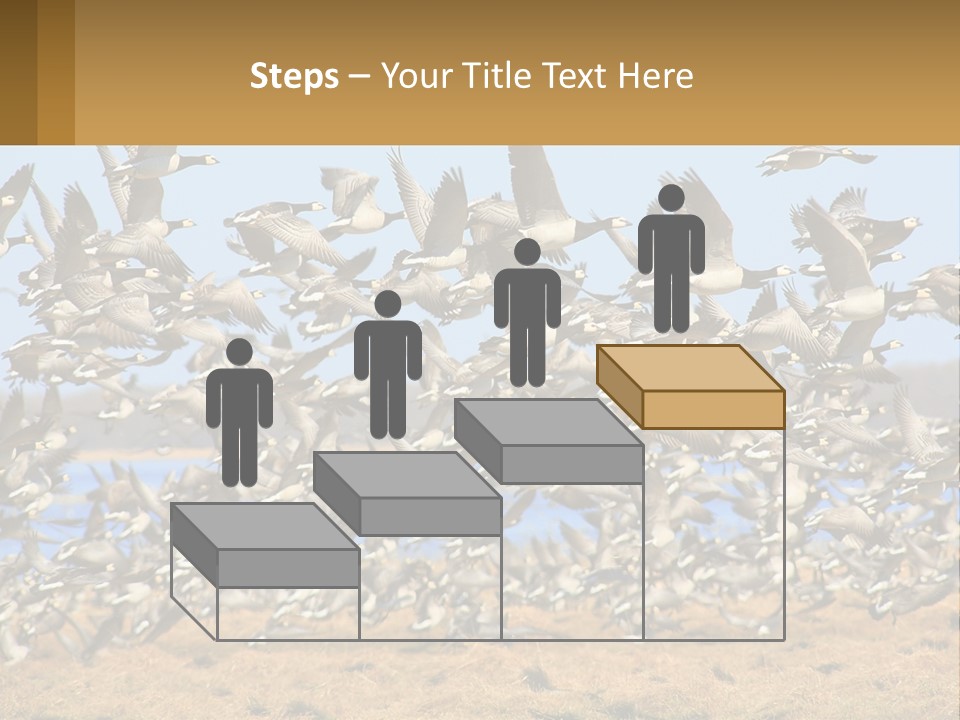 A Flock Of Birds Flying Over A Dry Grass Field PowerPoint Template