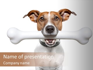 A Dog Holding A Large Bone In Its Mouth PowerPoint Template