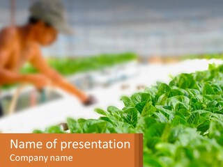 A Man Working In A Greenhouse With Green Plants PowerPoint Template