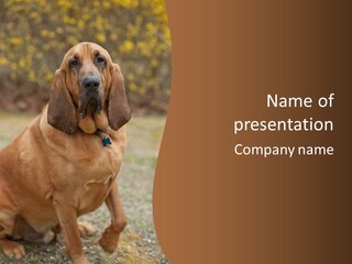 A Brown Dog Sitting On Top Of A Grass Covered Field PowerPoint Template