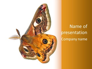 A Large Butterfly With Two Eyes On It's Wings PowerPoint Template