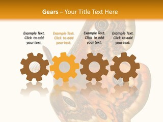 A Large Butterfly With Two Eyes On It's Wings PowerPoint Template