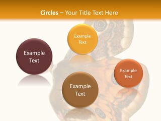 A Large Butterfly With Two Eyes On It's Wings PowerPoint Template