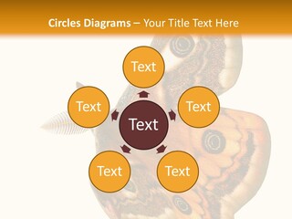 A Large Butterfly With Two Eyes On It's Wings PowerPoint Template