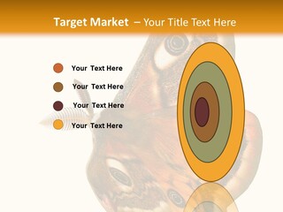 A Large Butterfly With Two Eyes On It's Wings PowerPoint Template