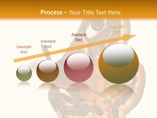 A Large Butterfly With Two Eyes On It's Wings PowerPoint Template