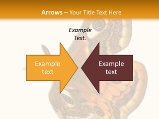 A Large Butterfly With Two Eyes On It's Wings PowerPoint Template