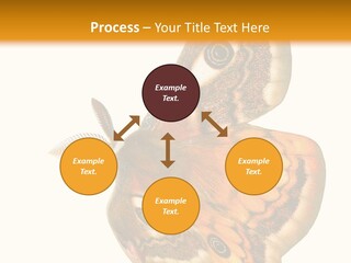 A Large Butterfly With Two Eyes On It's Wings PowerPoint Template