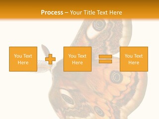 A Large Butterfly With Two Eyes On It's Wings PowerPoint Template