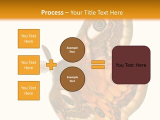 A Large Butterfly With Two Eyes On It's Wings PowerPoint Template