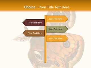 A Large Butterfly With Two Eyes On It's Wings PowerPoint Template