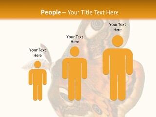 A Large Butterfly With Two Eyes On It's Wings PowerPoint Template