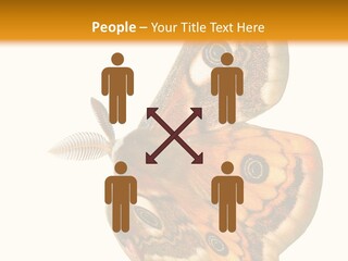 A Large Butterfly With Two Eyes On It's Wings PowerPoint Template