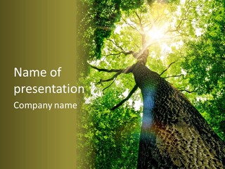 A Tree With The Sun Shining Through It PowerPoint Template