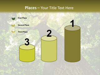 A Tree With The Sun Shining Through It PowerPoint Template