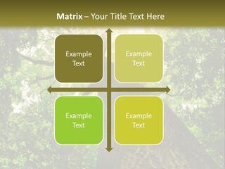 A Tree With The Sun Shining Through It PowerPoint Template