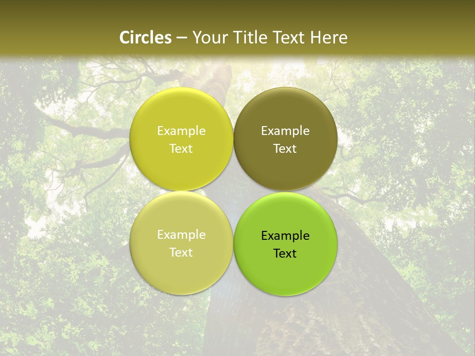A Tree With The Sun Shining Through It PowerPoint Template