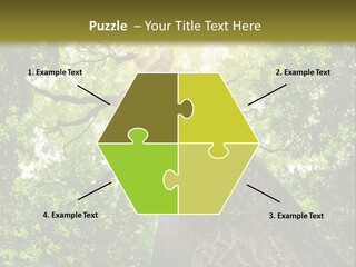 A Tree With The Sun Shining Through It PowerPoint Template