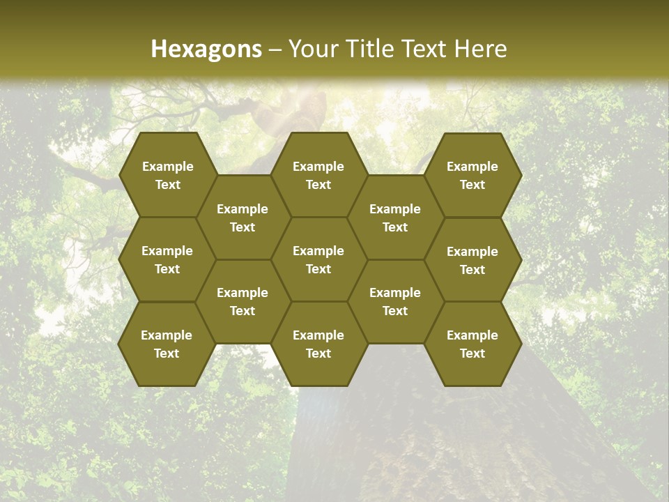 A Tree With The Sun Shining Through It PowerPoint Template