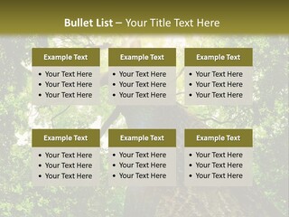 A Tree With The Sun Shining Through It PowerPoint Template