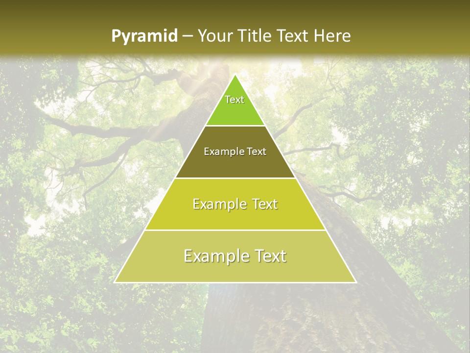 A Tree With The Sun Shining Through It PowerPoint Template