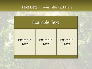 A Tree With The Sun Shining Through It PowerPoint Template