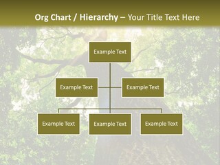 A Tree With The Sun Shining Through It PowerPoint Template