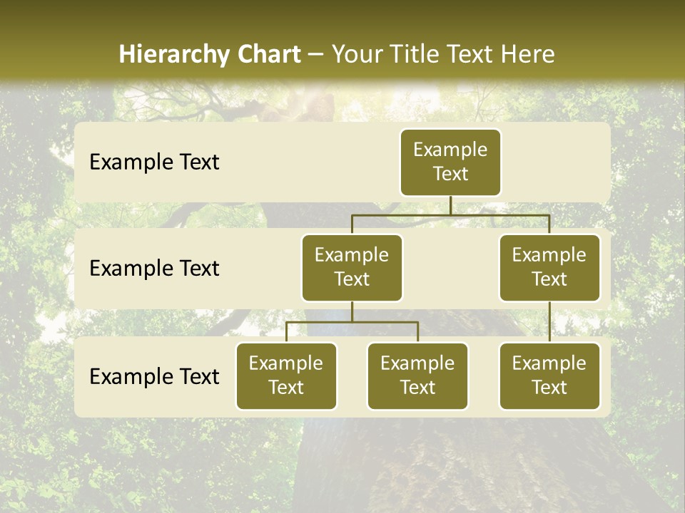 A Tree With The Sun Shining Through It PowerPoint Template