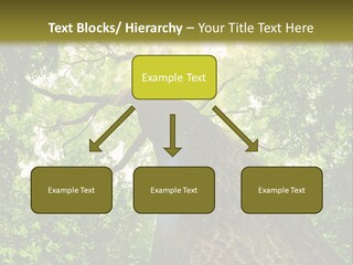 A Tree With The Sun Shining Through It PowerPoint Template